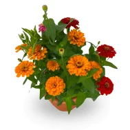 Zinnia sp (日本菊)