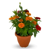 Zinnia sp (日本菊)