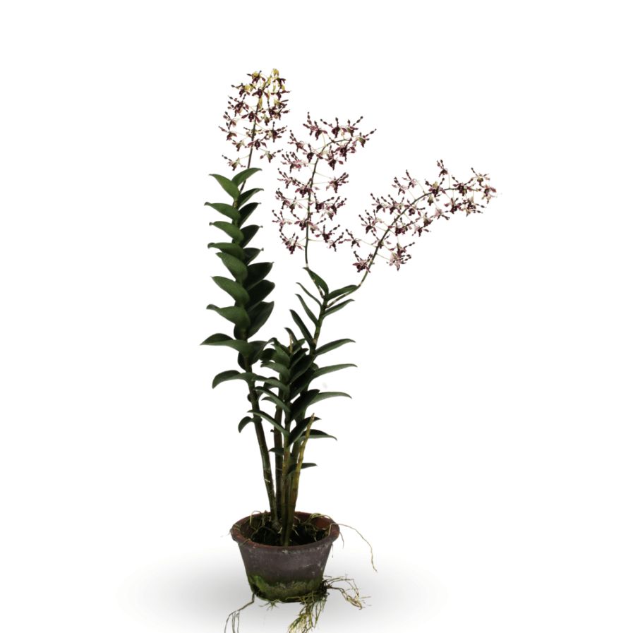 Dendrobium Sembcorp