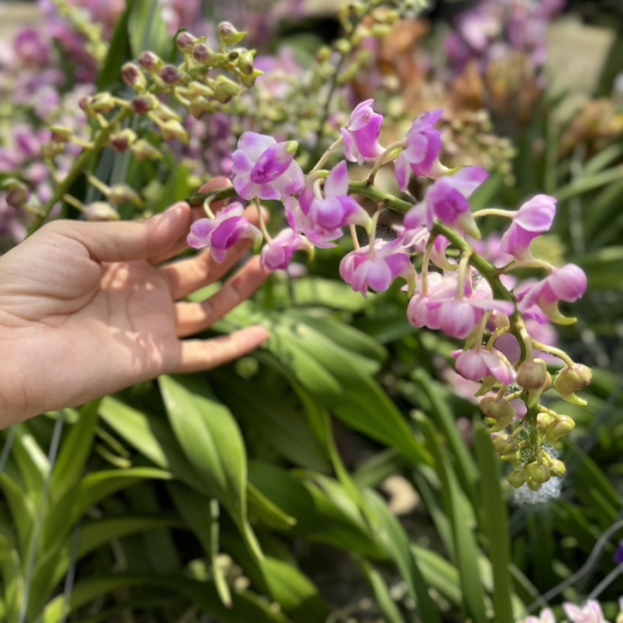 Aerides Orchids