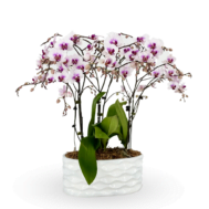 Phalaenopsis Arrangement | Rosy Glow