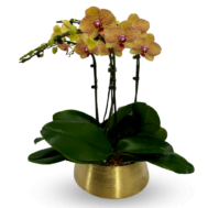 Phalaenopsis | Golden Sunset Orchid 4 in 1