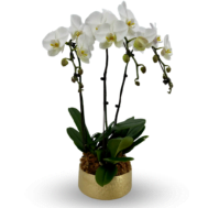 Phalaenopsis Orchid Pearl in Gold 3 in 1