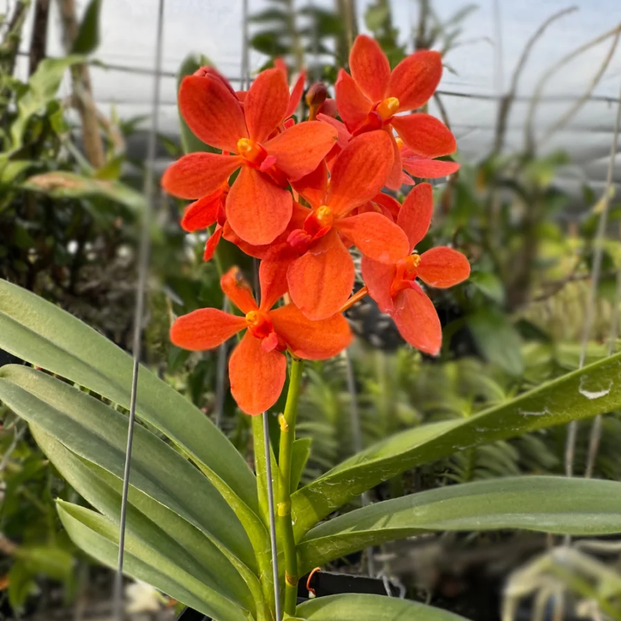 Mini Orange Vanda Hybrids