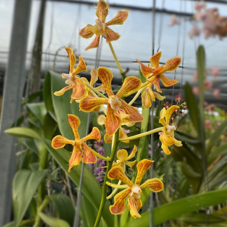 Vanda lamellata hybrid