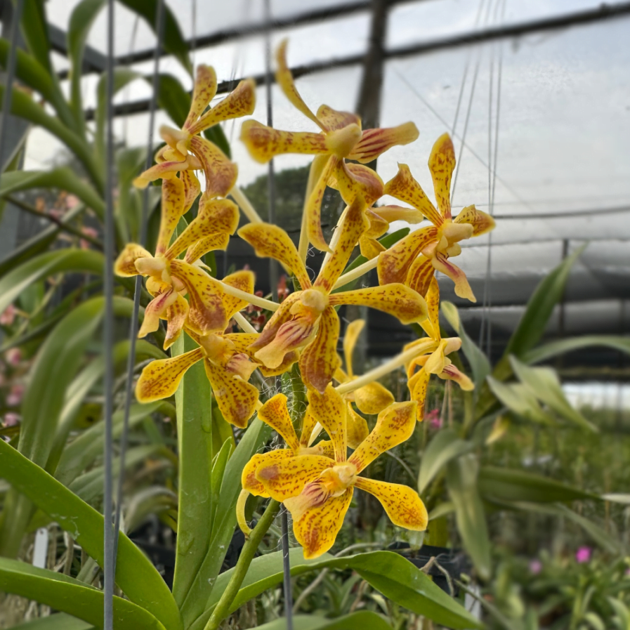 Yellow Splash Vanda Hybrids