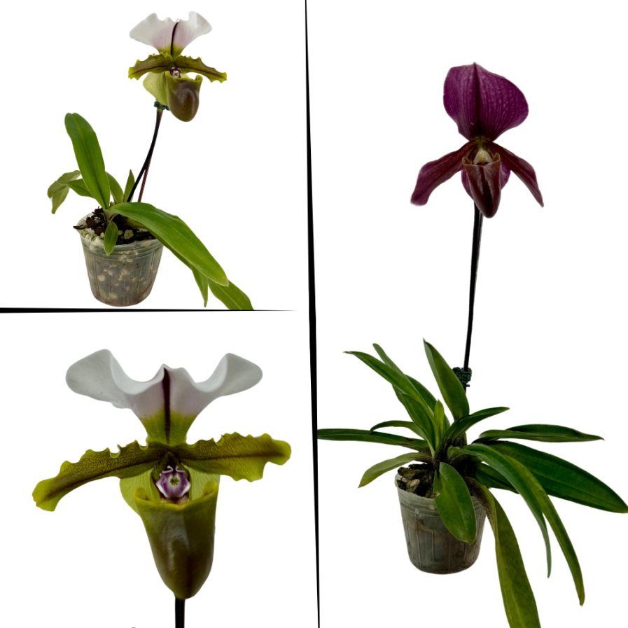 Paphiopedilum Hybrid