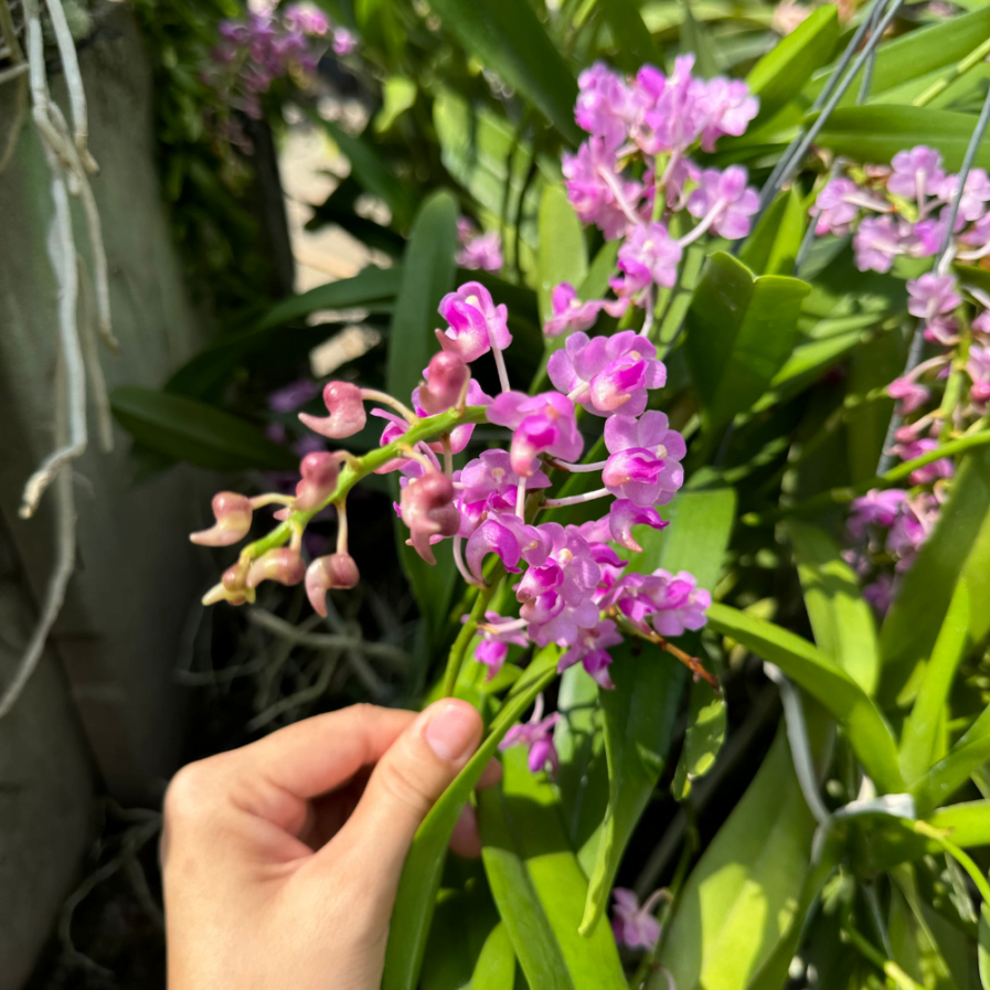 Aerides Orchids