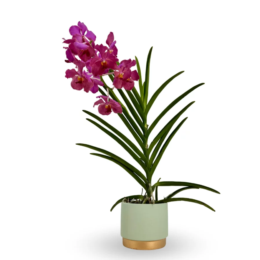 Papilionanda Chua Chu Kang | Orchid Bloom in Mint