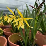 Brassocattleya Yellow Bird