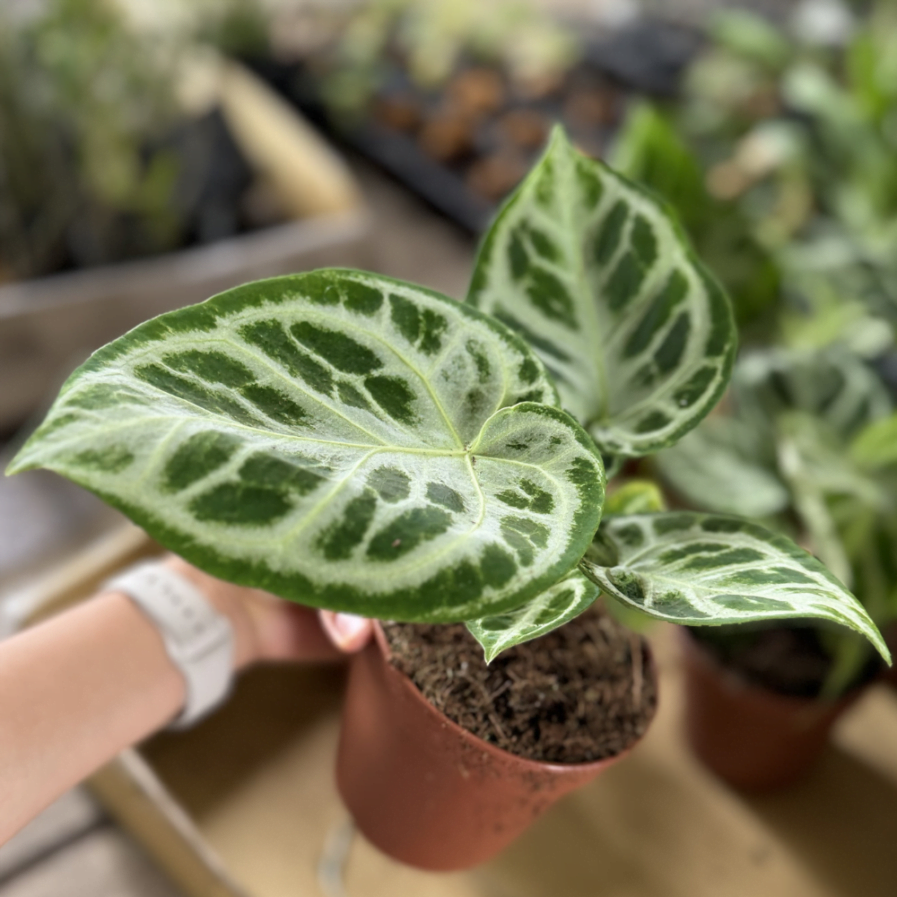 Anthurium ‘Silver Blush’