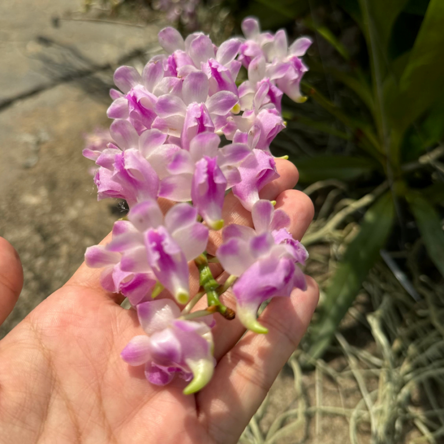 Aerides Orchids