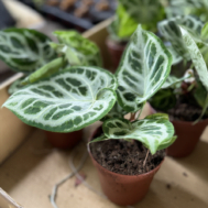 Anthurium ‘Silver Blush’