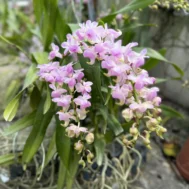 Aerides Orchids