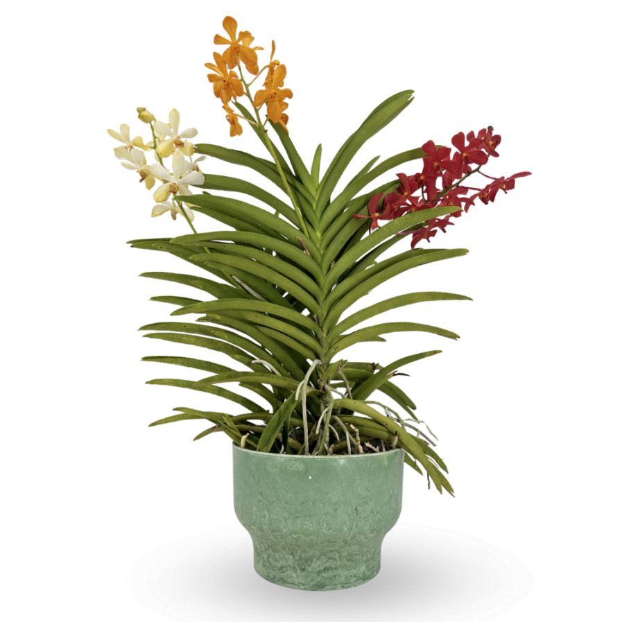 Aranda Orchid in AuroraLeaf Arrangement