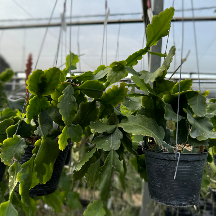 Epiphyllum Hookeri