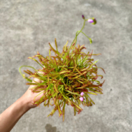 Drosera capensis L.