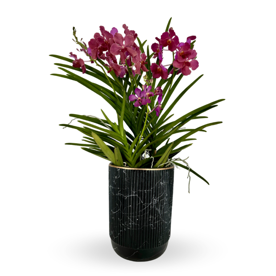 Aranda Arrangement | Scarlet in black 3 in 1