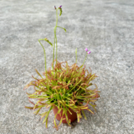 Drosera capensis L.