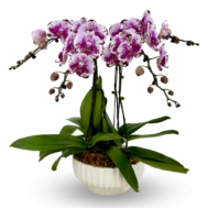 Phalaenopsis Arrangement 4 in 1 | Ivory Grace