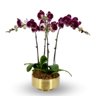 Phalaenopsis in Orchidglint Pot 4 in 1