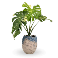 Monstera BlueStone