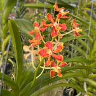 Vanda lamellata hybrids