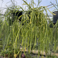 Rhipsalis Baccifera sap. Rhodocarpa