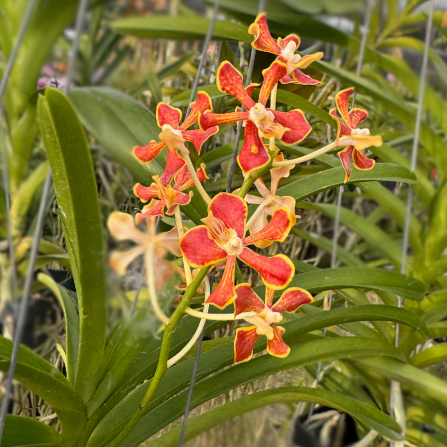 Vanda lamellata hybrids