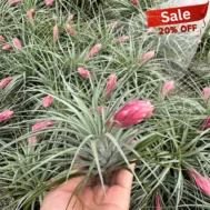 Tillandsia Cotton Candy | 3 Pups