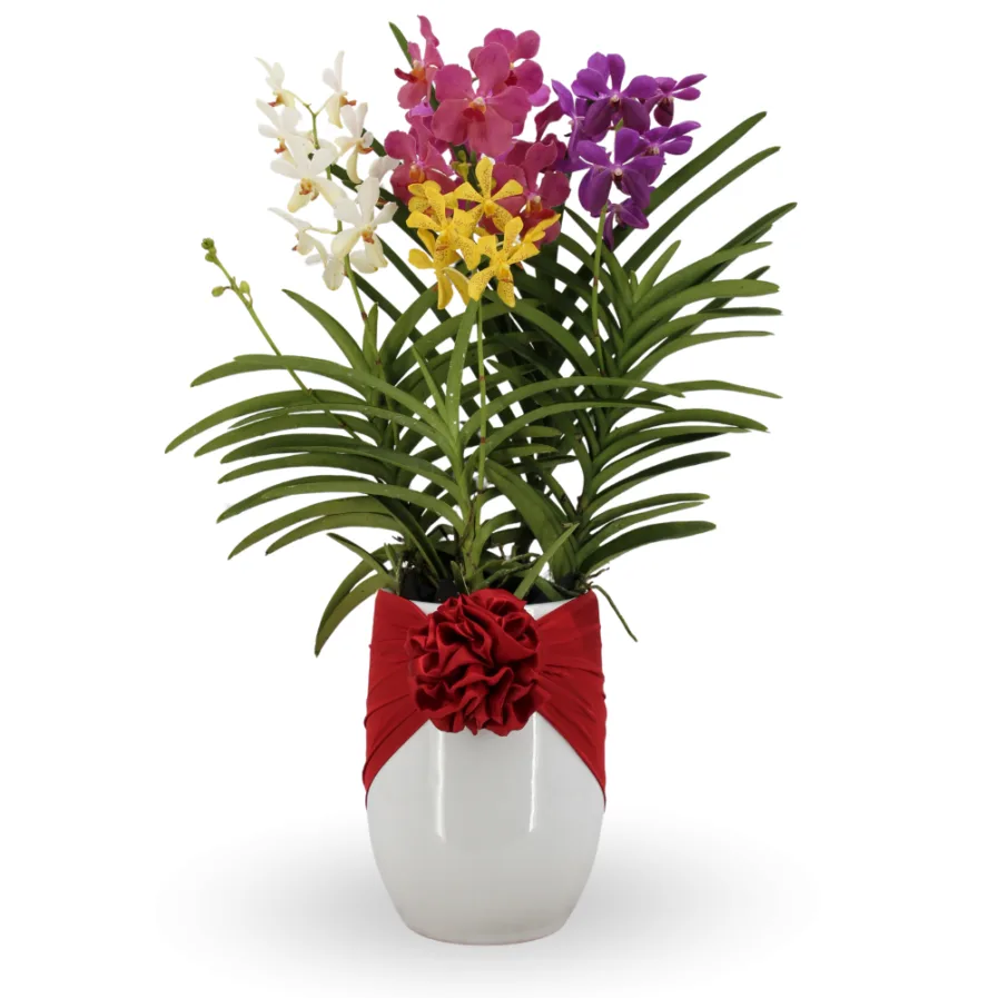 Aranda Arrangement | Prosperity 4 in 1