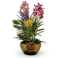 Aranda Arrangement | Vibrant 5 in 1