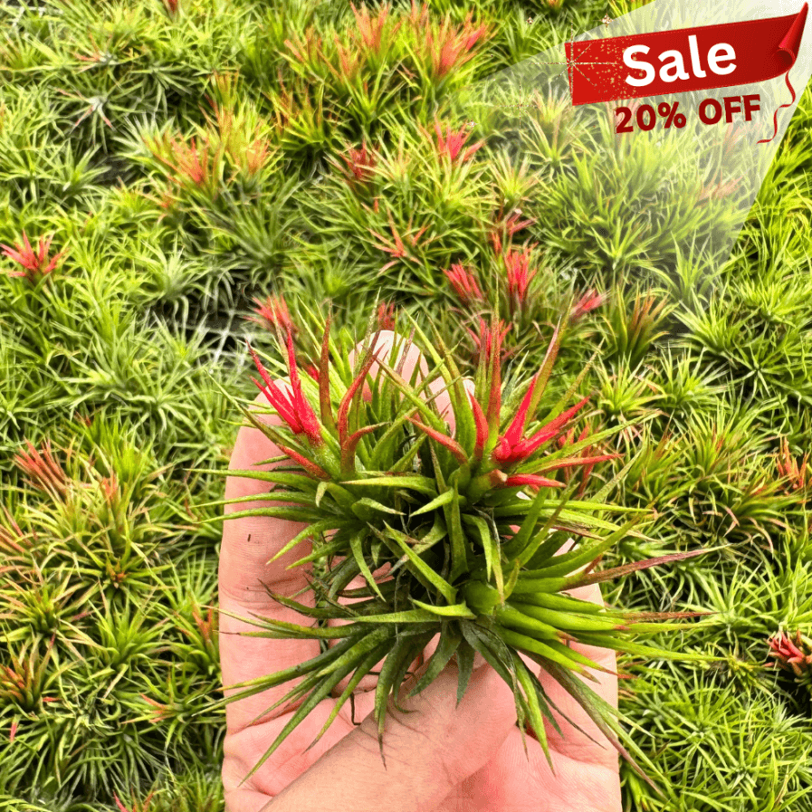 Tillandsia Ionantha