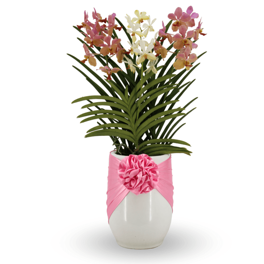 Aranda Arrangement | Favored 3 in 1