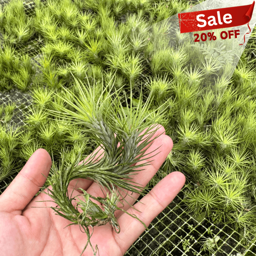 Tillandsia Funckiana | 3 Pups