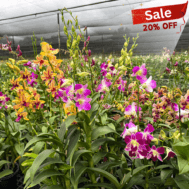 Farmer's Pick | Dendrobium Best in Season 5 Plants