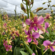 Dendrobium Yamamoto Hybrid