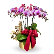 Phalaenopsis Arrangement | Golden Prosperity Bloom 3 in 1