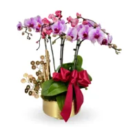 Phalaenopsis Arrangement | Golden Prosperity Bloom 3 in 1