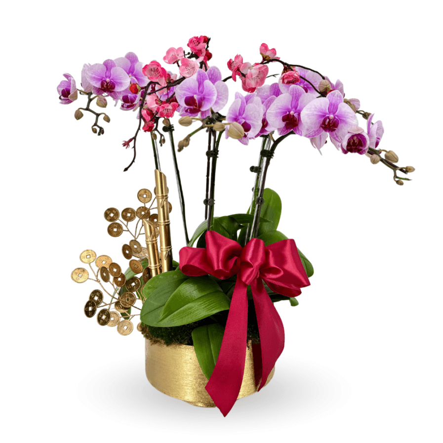 Phalaenopsis Arrangement | Golden Prosperity Bloom 3 in 1