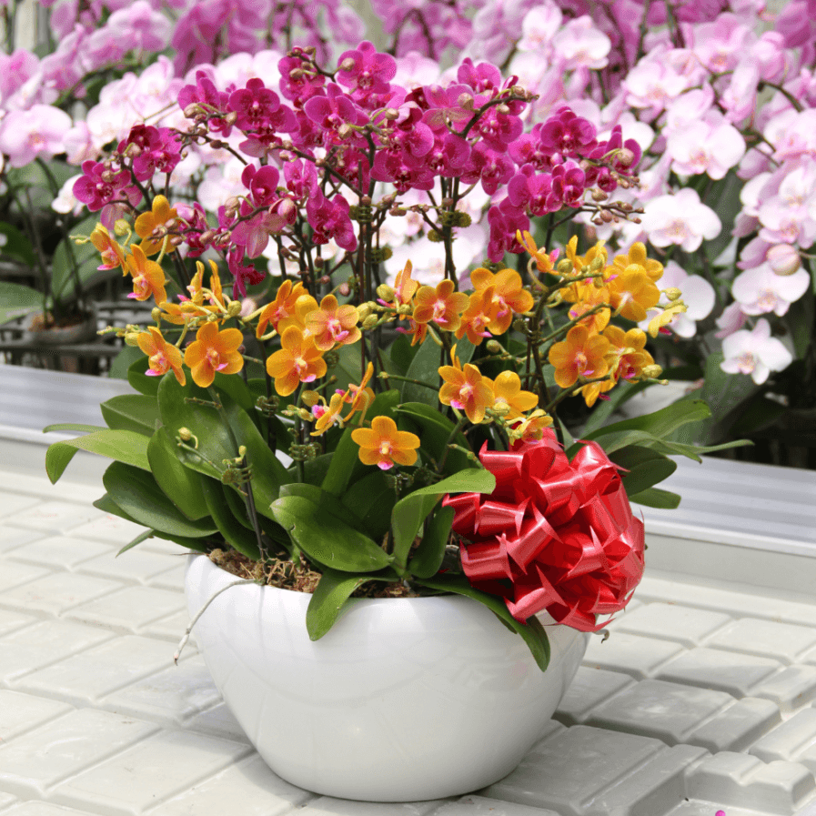 Phalaenopsis Arrangement | Joyful