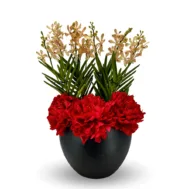 Vanda Arrangement | Strawberry Alba with Peony 3 in 1