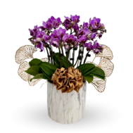 Phalaenopsis Arrangement | Lavish Orchid Splendor