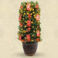 Four Season Lime with Decor- 四季桔 | 14 inch pot (~170cm)