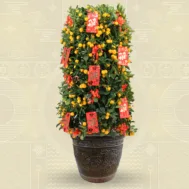 Four Season Lime with Decor- 四季桔 | 14 inch pot (~170cm)