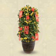 Four Season Lime with Decor- 四季桔 | 12 inch pot (~120cm)