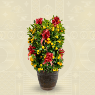 Four Season Lime with Decor - 四季桔 | 10 inch pot (~90cmH)