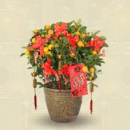 Kumquat (Four Season Lime) (四季桔) (0.50m)