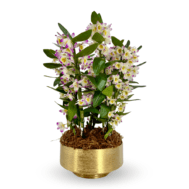 Japanese Dendrobium in Golden Orchidglint Pot