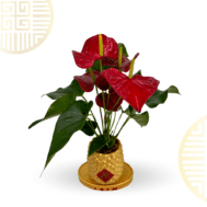 Golden Pineapple Grace | Anthurium